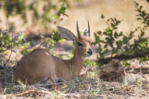 Steenbok (Raphicerus campestris)