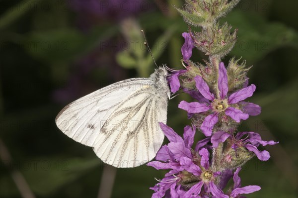 Green-veined White (Pieris napi) seeking nectar from a Purple Loosestrife