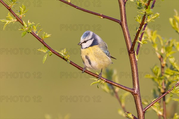 Blue Tit (Cyanistes caeruleus syn Parus caeruleus)