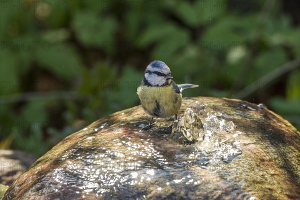 Blue Tit (Cyanistes caeruleus syn Parus caeruleus)