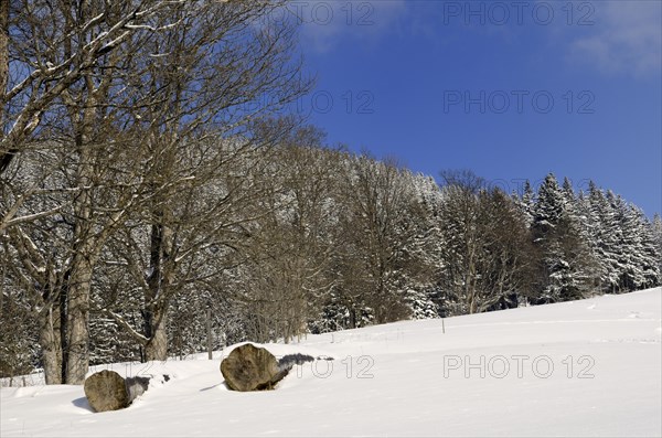 Felled trees