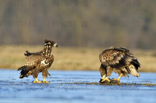 Two young White-tailed Eagles (Haliaeetus albicilla)