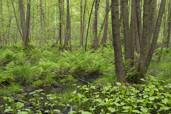 Common Alder or Black Alder trees (Alnus glutinosa) in an alder carr