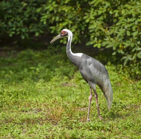 White-naped Crane (Grus vipio)