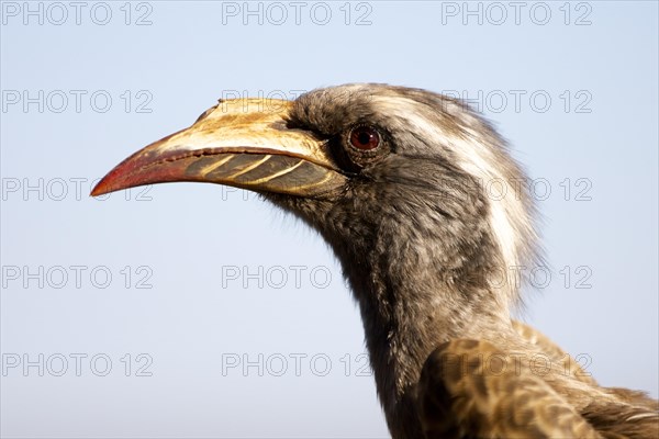 Southern yellow-billed hornbill (Tockus leucomelas)