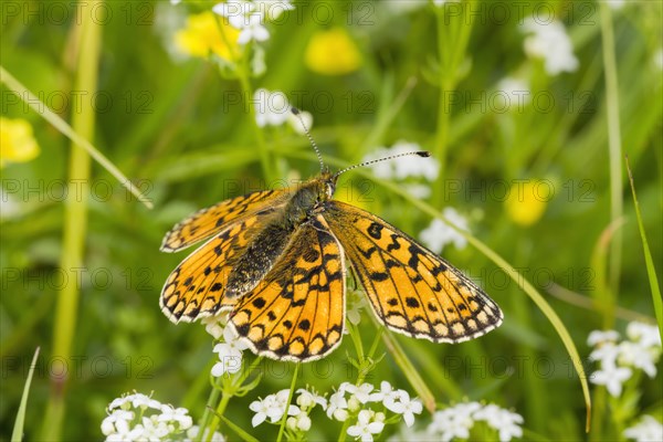 Small Pearl-bordered Fritillary butterfly (Boloria selene)