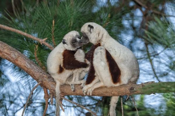 Coquerel's Sifakas (Propithecus coquereli)