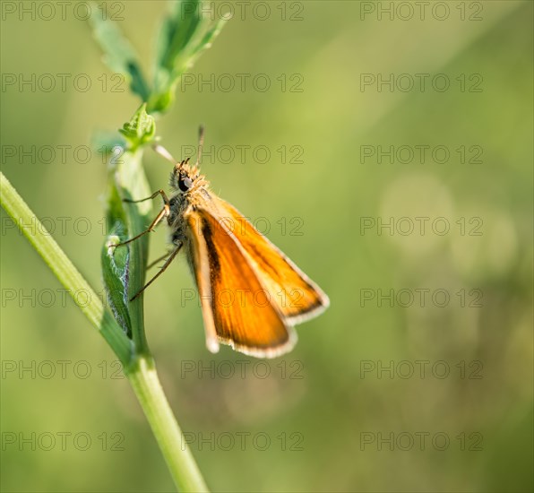 Small Skipper (Thymelicus sylvestris) on a blade of grass