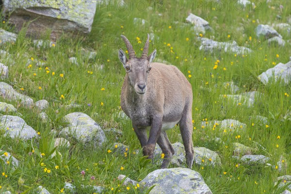 Alpine Ibex (Capra ibex)