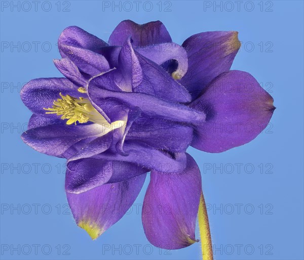 Ordinary columbine (Aquilegia vulgaris) against a blue background