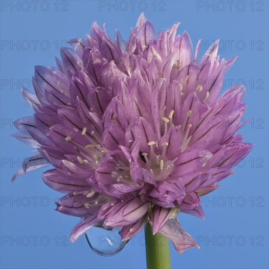 Flower of the Chive (Allium schoenoprasum) against a blue background