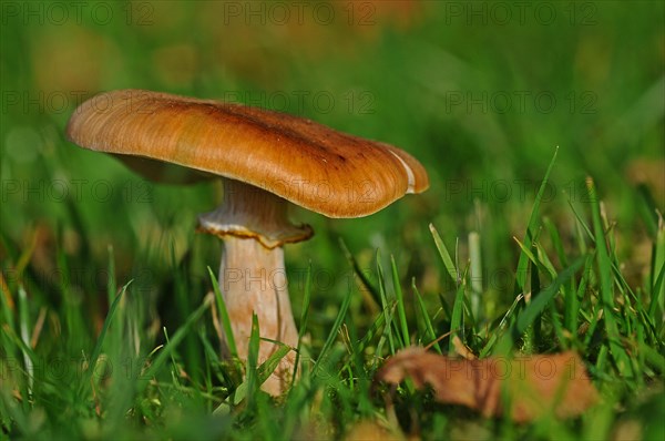 Honey Fungus