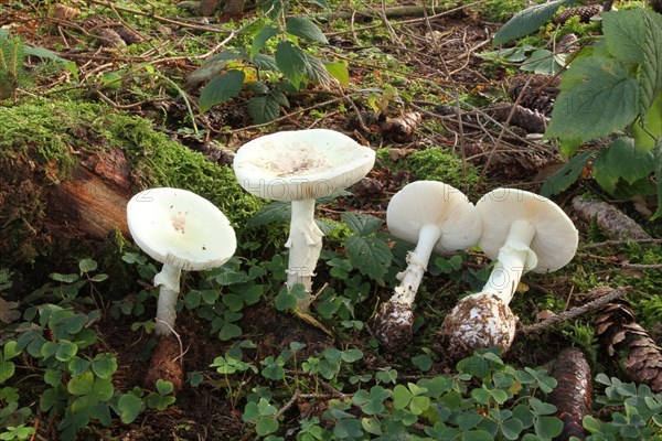 False Death Cap or Citron Amanita (Amanita citrina)