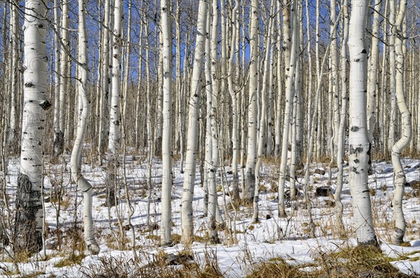 Trunks of Common Aspen or Quaking Aspen (Populus tremula)