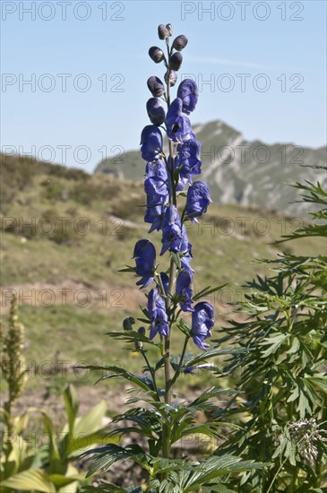 Monkshood (Aconitum napellus)