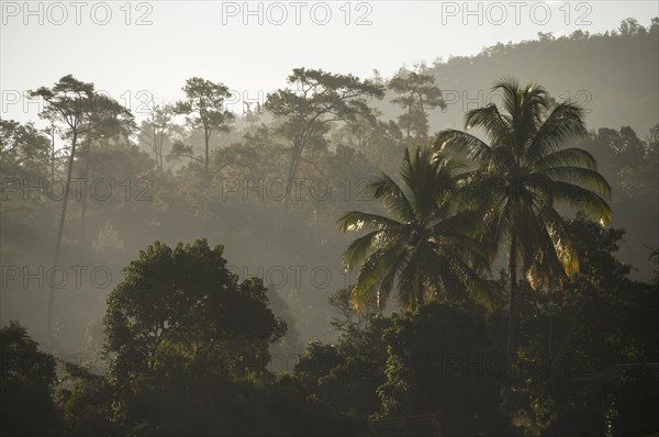 Backlit jungle at sunrise
