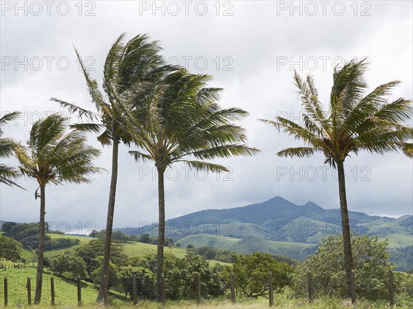 Green mountain forest