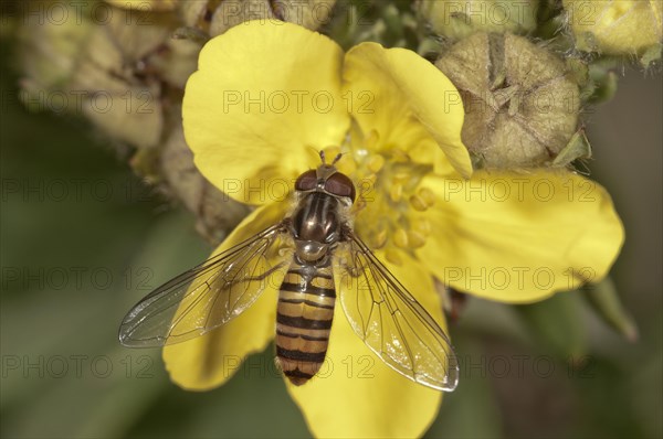 Marmalade Hoverfly (Episyrphus balteatus)