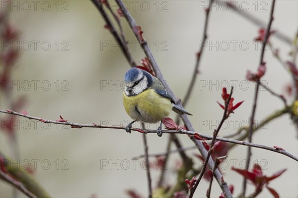 Blue Tit (Cyanistes caeruleus syn Parus caeruleus)