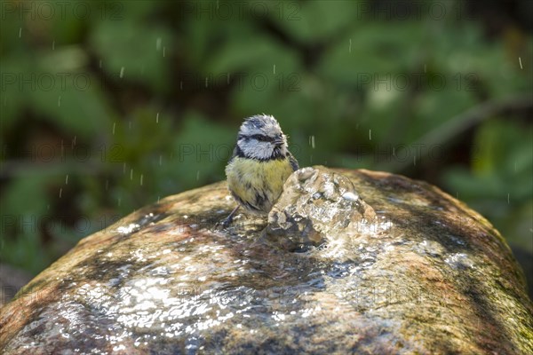 Blue Tit (Cyanistes caeruleus syn Parus caeruleus)