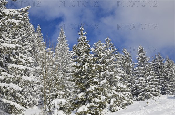 Snow-covered spruce trees (Picea abies)