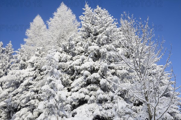 Snow-covered spruce trees (Picea abies) and larch trees (Laryx decidua)