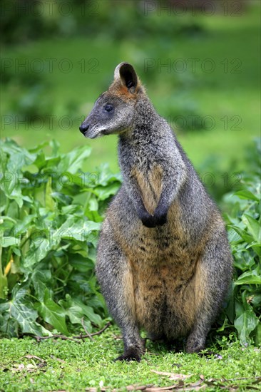 Swamp wallaby (Wallabia bicolor)