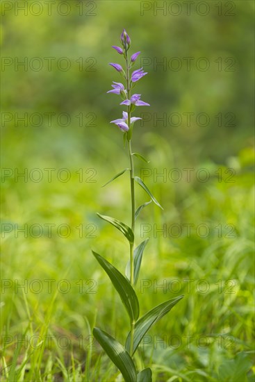 Red helleborine (Cephalanthera rubra)