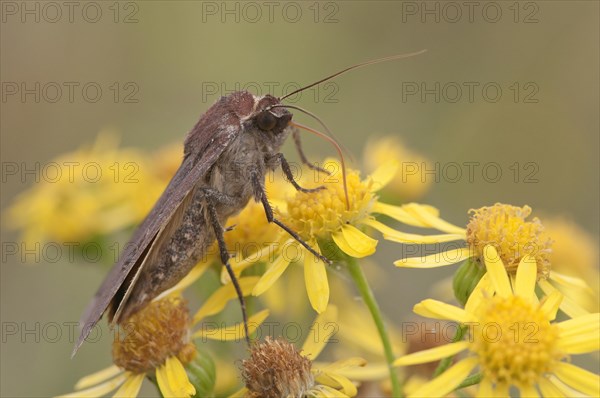 Lesser Broad-bordered Yellow Underwing (Noctua janthina)