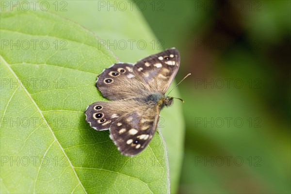 Speckled Wood butterfly (Pararge aegeria)