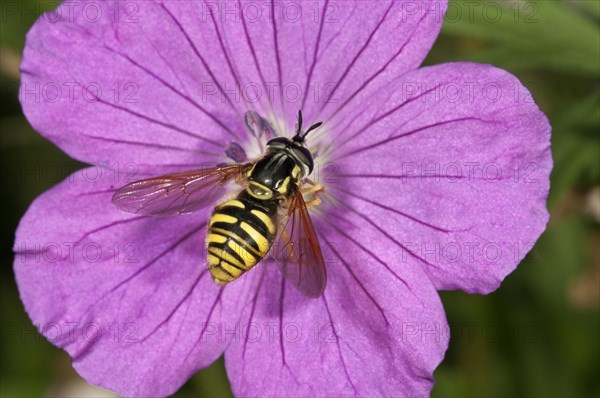 Hoverfly species (Chrysotoxum fasciatum) collecting nectar on Bloody Cranesbill (Geranium sanguineum)