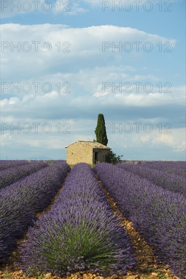 Small house with cypress in a lavender field