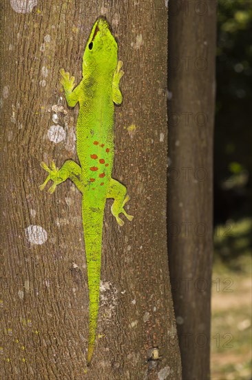 Madagascar Giant Day Gecko (Phelsuma madagascariensis grandis)