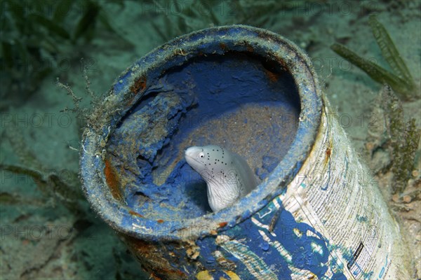 Geometric moray (Gymnothorax griseus) in paint pot