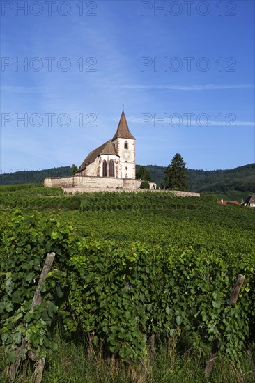 Gothic fortified church of Saint-Jacques in the vineyards