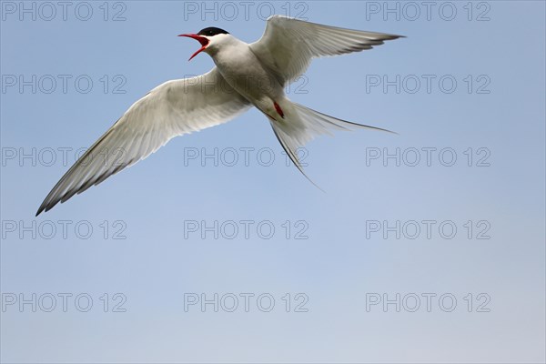 Arctic tern (Sterna paradisaea) calling in flight