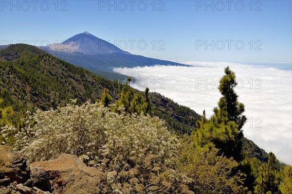 Canary Island pines (Pinus canariensis) in volcanic landscape