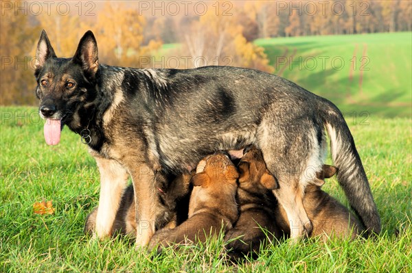 Shepherd dog