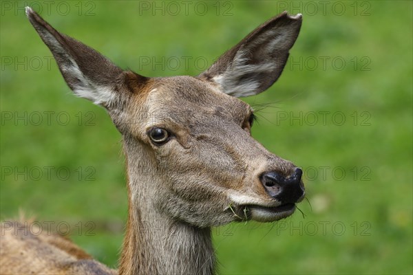 Red deer (Cervus elaphus)