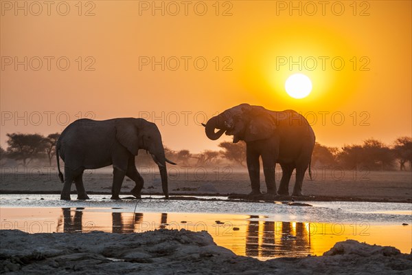 Two African elephants (Loxodonta africana) at sunset in backlight at a waterhole