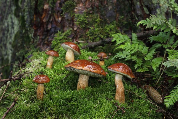 Bay boletes (Boletus badius)