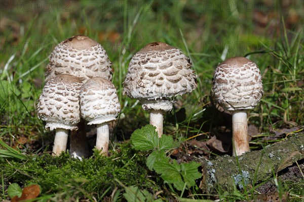 Shaggy parasol (Chlorophyllum rachodes)