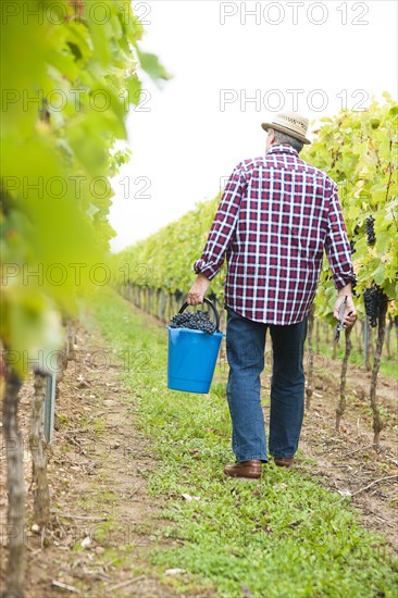 Winemaker or vintner harvesting grapes in his vineyard