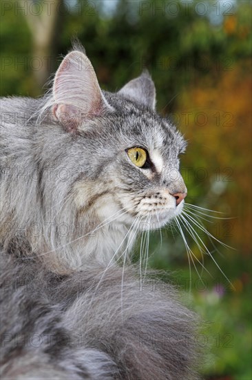 Maine Coon