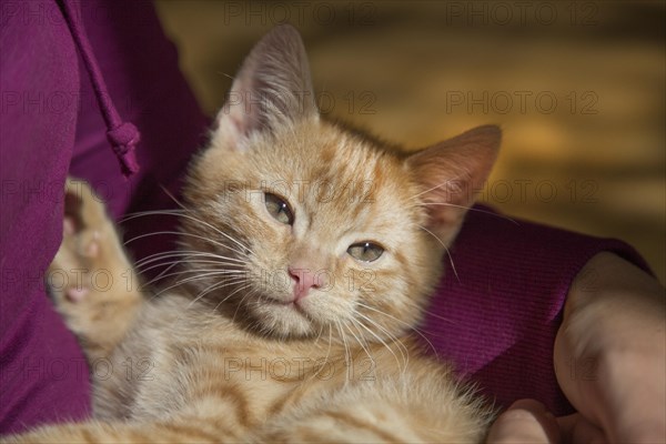 Young ginger tabby domestic cat