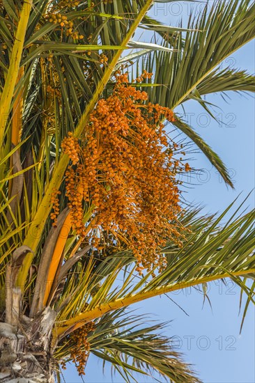 Date palm (Phoenix sp.)