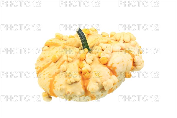 Warty ornamental gourd