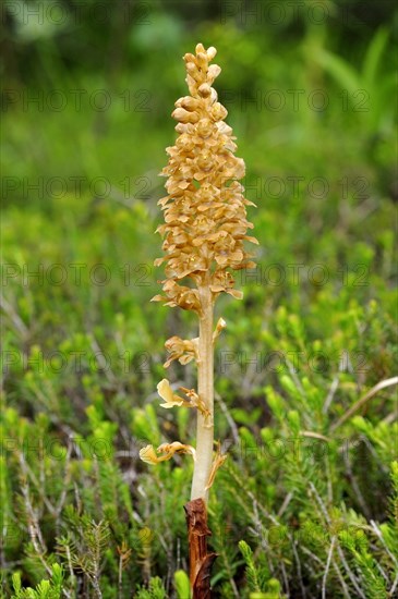 Bird's-nest Orchid (Neottia nidus-avis)