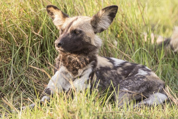 African Wild Dog (Lyacon pictus)