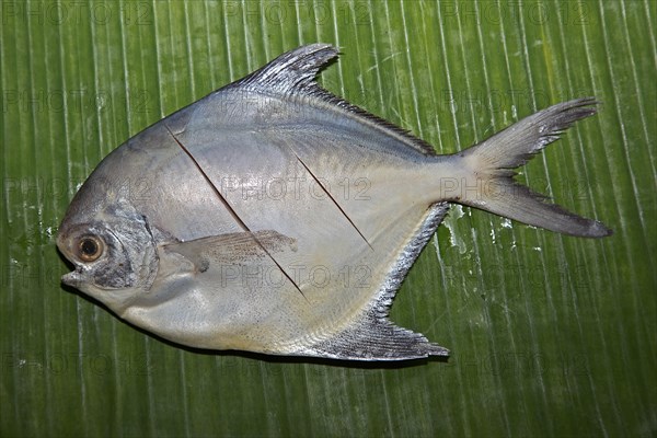 Silver pomfret fish on a banana leaf